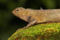 An oriental garden lizard is sunbathing on a moss-covered rock. Royalty Free Stock Photo