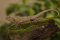 An oriental garden lizard is sunbathing on a moss-covered rock. Royalty Free Stock Photo