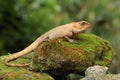 An oriental garden lizard is sunbathing on a moss-covered rock. Royalty Free Stock Photo