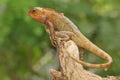 An oriental garden lizard is sunbathing on a moss-covered rock. Royalty Free Stock Photo