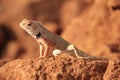 Oriental Garden Lizard in wild