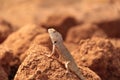 Oriental Garden Lizard in wild