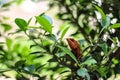 Oriental Garden Lizards are agamid lizard found widely