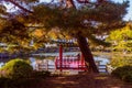 Oriental gazebo and evergreen tree