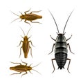 Oriental and german cockroaches