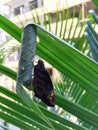 Oriental Giant Redeye butterfly