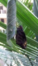 Oriental Giant Redeye butterfly