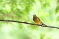 Oriental Greenfinch