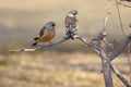 Oriental Greenfinch