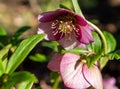 Oriental hellebore snow rose in bloom