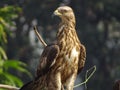 Oriental Honey Buzzard