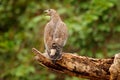 Oriental honey buzzard, Pernis ptilorhynchus, perched on branch in nice morning light against blurred forest in background. Widli Royalty Free Stock Photo