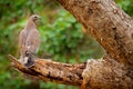 Oriental honey buzzard, Pernis ptilorhynchus, perched on branch in nice morning light against blurred forest in background. Wild e