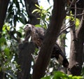 Oriental Honey-buzzard (Pernis ptilorhynchus) surveying its surroundings : (pix Sanjiv Shukla)