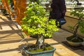 Oriental hornbeam - Bonsai in the style of