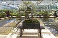 Oriental hornbeam - Bonsai in the style of & x22;Free& x22;