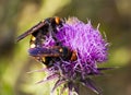 Oriental Hornet and thistle