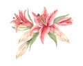 Oriental hybrid lilies. Pink lily flowers and buds. Hand drawn watercolor bouquet. Artistic illustration