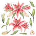 Oriental hybrid lilies. Pink lily flowers, leaves and buds. Watercolor set Royalty Free Stock Photo