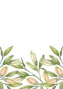 Oriental hybrid lilies. White and pink lily buds. Brochure design template. Watercolor hand-drawn A4 layout Royalty Free Stock Photo