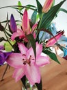 oriental hybrid Lillie's, pink flowers, blue flowers Royalty Free Stock Photo