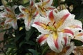 Oriental hybrid lillies Royalty Free Stock Photo