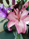 oriental hybrid lillies, pink and purple flowers Royalty Free Stock Photo