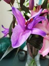 oriental hybrid lillies, purple flowers Royalty Free Stock Photo