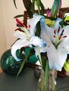 oriental hybrid lillies, white and blue flowers Royalty Free Stock Photo