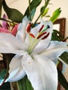 oriental hybrid lillies, white and blue flowers Royalty Free Stock Photo