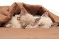 Oriental kittens sleeping under blanket