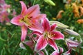 Oriental lilies burst into bloom in summer flower garden