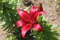 Oriental Lilies in the garden Royalty Free Stock Photo