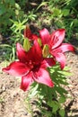 Oriental Lilies in the garden Royalty Free Stock Photo