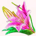 Oriental lilium lily flower handmade drawing exotic flowers pink watercolor