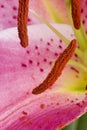 Oriental lily abstract 2 Royalty Free Stock Photo