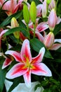 Oriental lily and buds Royalty Free Stock Photo