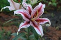 Oriental Lily - a garden flower with character, emphasizing the beauty of the garden. Royalty Free Stock Photo