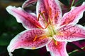 Oriental Lily Royalty Free Stock Photo