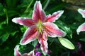 Oriental Lily Royalty Free Stock Photo