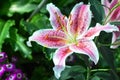 Oriental Lily Royalty Free Stock Photo