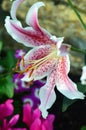 Oriental Lily Royalty Free Stock Photo