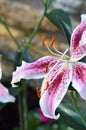 Oriental Lily Royalty Free Stock Photo