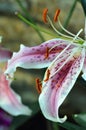 Oriental Lily Royalty Free Stock Photo