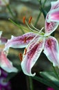 Oriental Lily Royalty Free Stock Photo