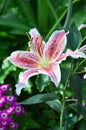 Oriental Lily Royalty Free Stock Photo