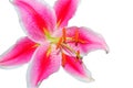 Oriental lily isolated Royalty Free Stock Photo