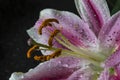 Oriental lily , Lilium cernuum