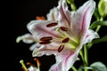 Oriental lily , Lilium cernuum