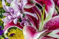 Oriental lily , Lilium cernuum Stargazer